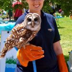 "WHO's that?" Staff from the Chesapeake Bay Environmental Center showed off a beautiful spotted owl.