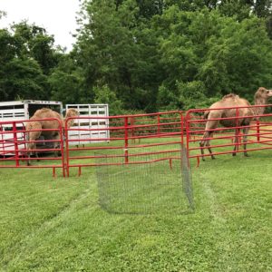 Kent Island Day – Kent Island Heritage Society